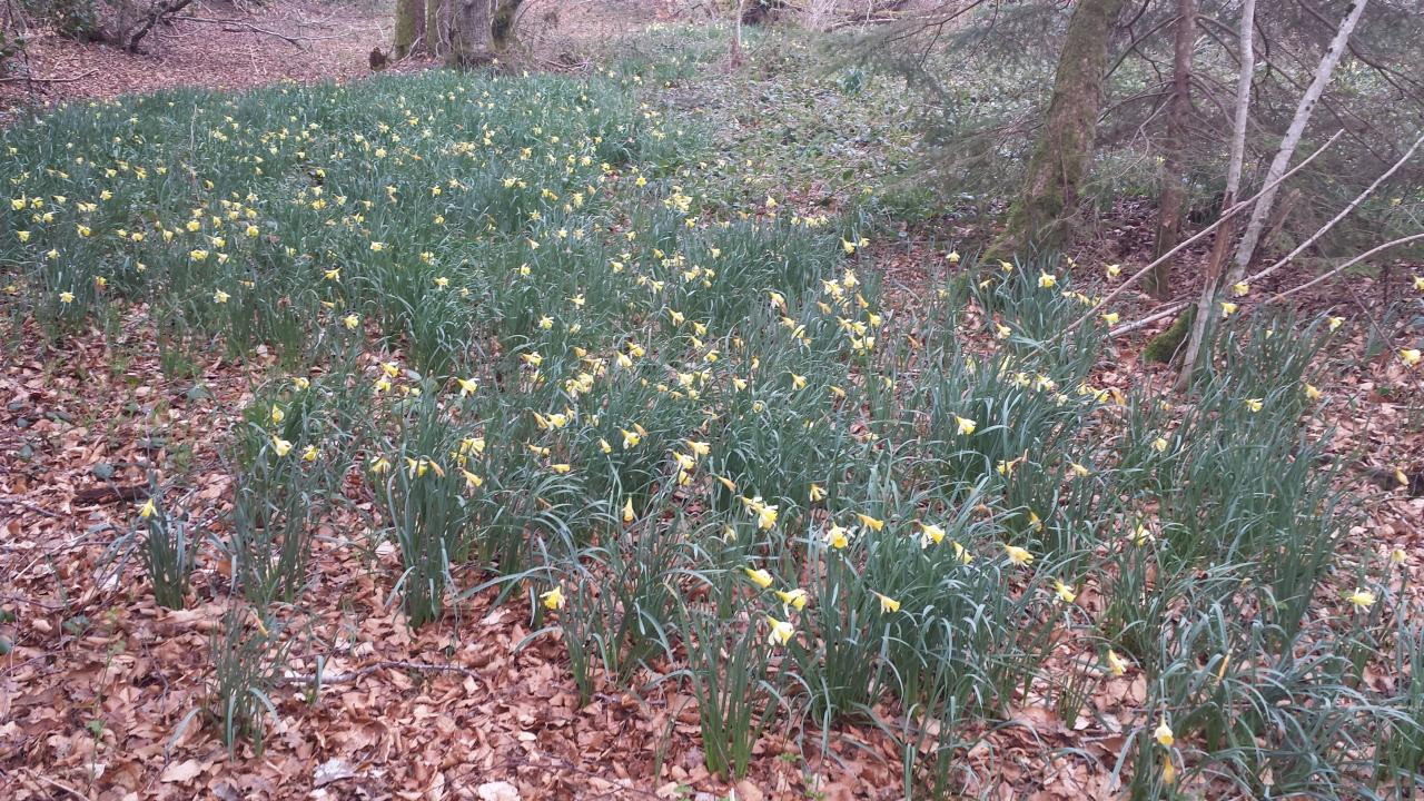 Jonquilles des bois