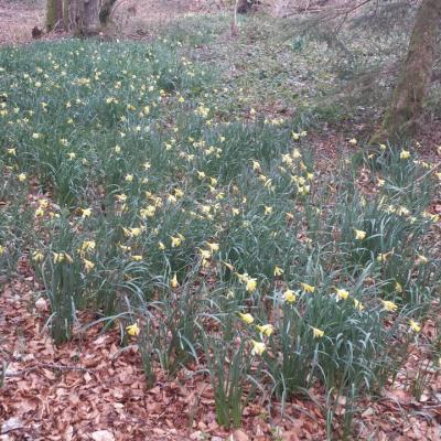 Jonquilles des bois