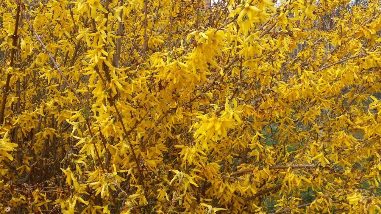 Forsythia