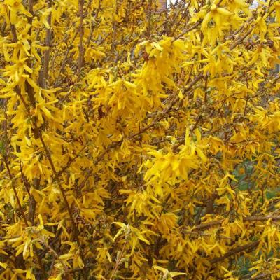 Forsythia