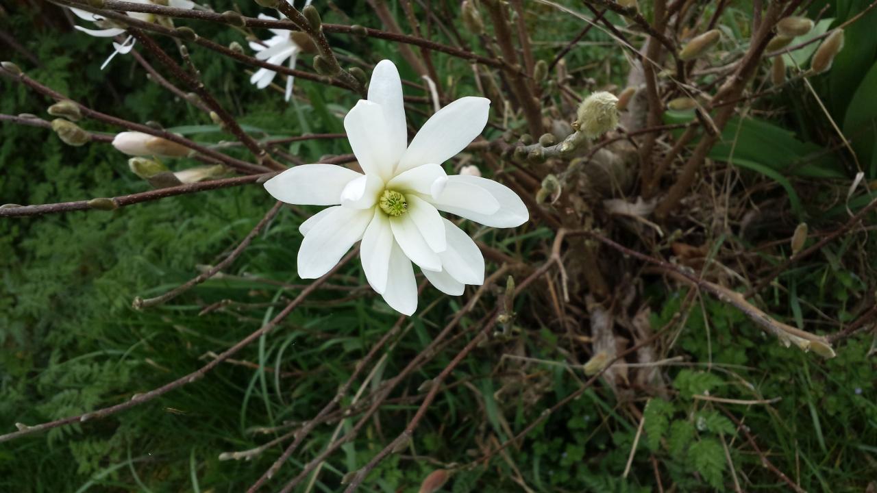 Magnolia