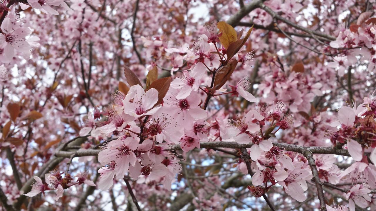 Fleurs de Prunus