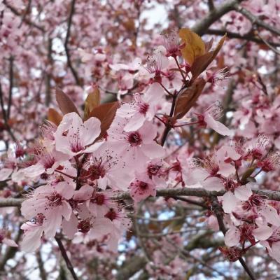 Fleurs de Prunus