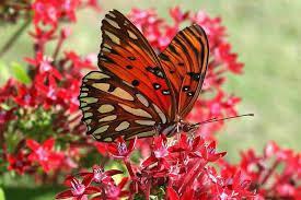 Papillon